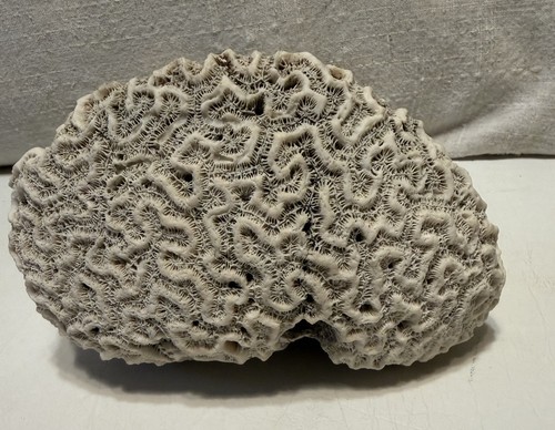 Brain coral fossil6 cream - fossil6, 4