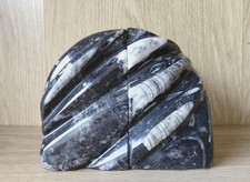 Heavy black marble Orthoceras