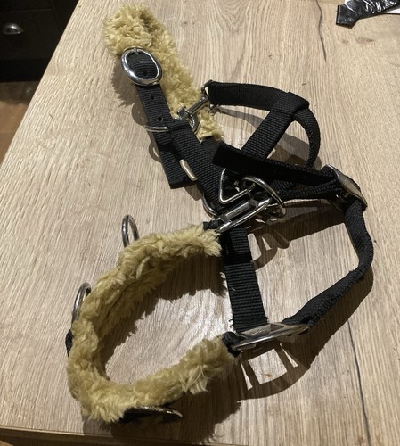 Cavesson lunging halter size - halter,