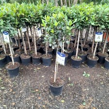 Laurus nobilis 100cm - laurus, lollipop
