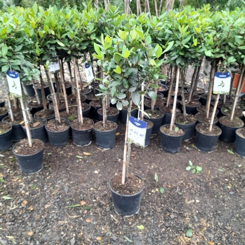 Laurus nobilis 100cm - laurus,
