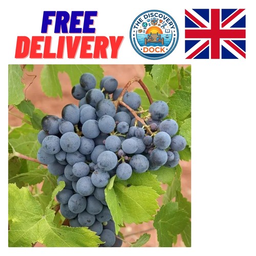 High yield black grape plant - yield,