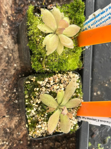 Pinguicula heterophylla - pinguicula, x