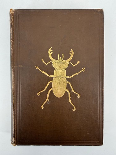 British beetles rye - beetles,