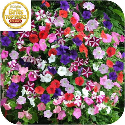 Petunia frenzy mixed mini - frenzy,
