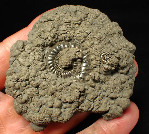 Large crucilobiceras pyrite - large,