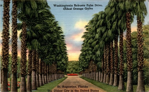 Washingtonia robusta palm - robusta,