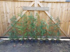 leylandii evergreen hedging 10 x 4 ft plants 3L potted