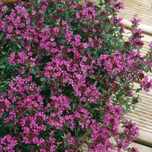Thyme creeping red culinary - thyme,