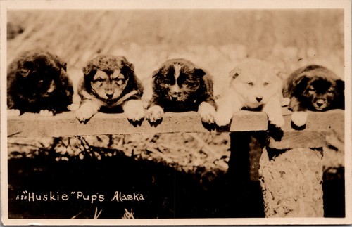 Rppc huskie pups - “huskie”,