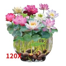 300x Seeds Lotus Mix Flower