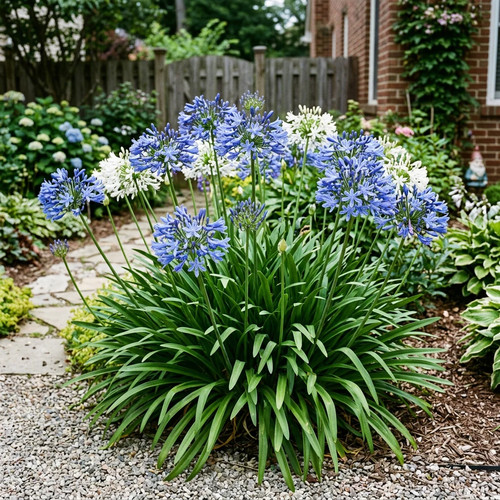 African lily - 50, (agapanthus)