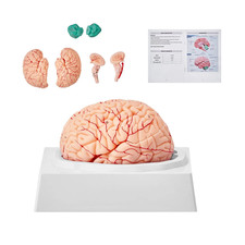 Anatomically Accurate 8-Part Human Brain Model Anatomy Science Teaching Medical