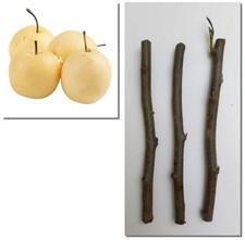 Asian nashi chinese - chinese, pear