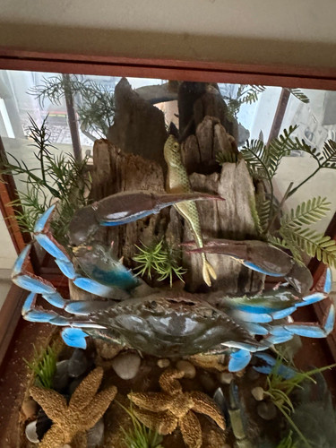 Taxidermic blue claw - taxidermic, crab