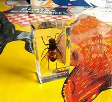 Real Insect Paperweight - Wasp