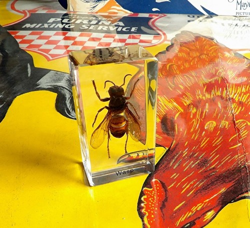 Real insect paperweight wasp - real,