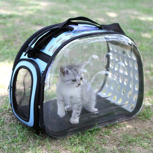 Samll dog cat puppy - puppy, pet