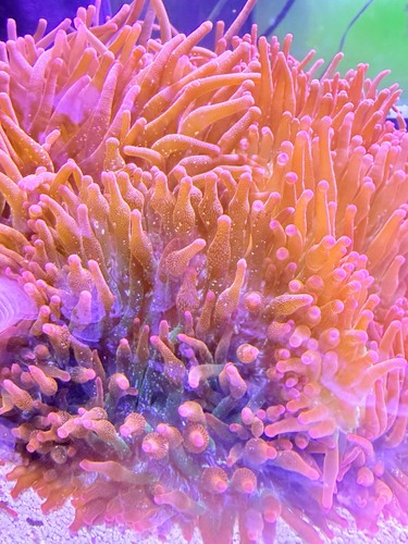 Rainbow bubble tip anemones - rainbow,