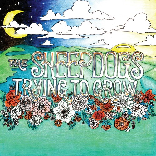 The sheepdogs trying grow - to,