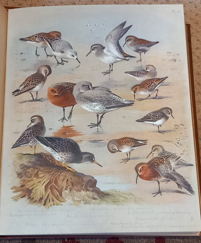 British birds by - birds, vols)