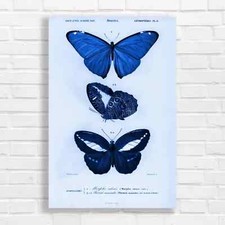 Vibrant Butterfly Species Canvas Print Large Picture Wall Art