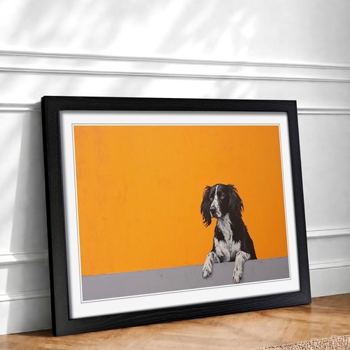 English springer spaniel - springer,