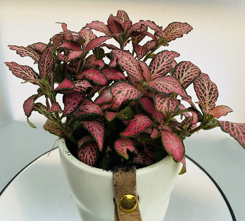 Nerve plant house - |,