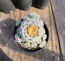 Sale Caci Self Rooted WYSIWYG