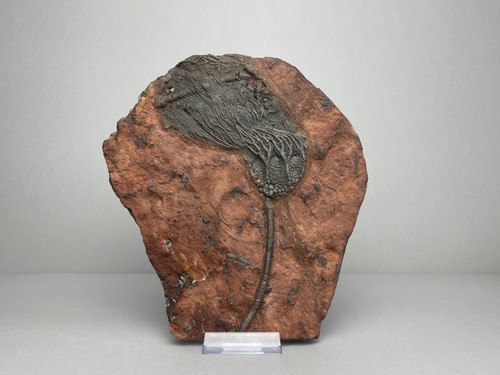 Devonian crinoid fossil - devonian,