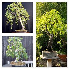 Silver Birch trees 2-3 years