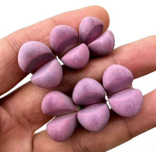 10pcs sale rare lithops - 1/3/10pcs,