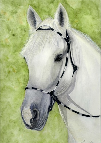 White horse watercolour print - horse,