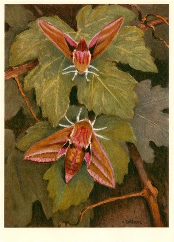 Zeltner 609 sphingidae - 609,