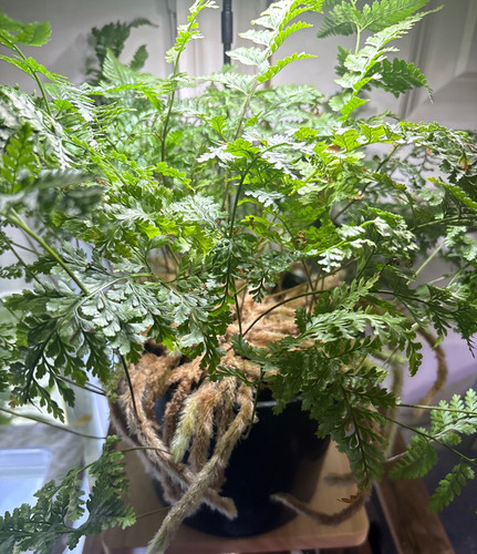 Rabbit foot fern davallia - rabbit,