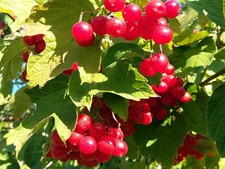 VIBURNUM OPULUS, rare Guelder Rose, European Cranberry, fragrant, fruiting, 10cm