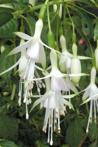 Hardy fuchsia hawkshead - hardy,