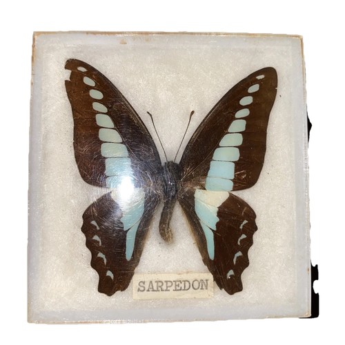 Graphium sarpedon entomology - graphium,