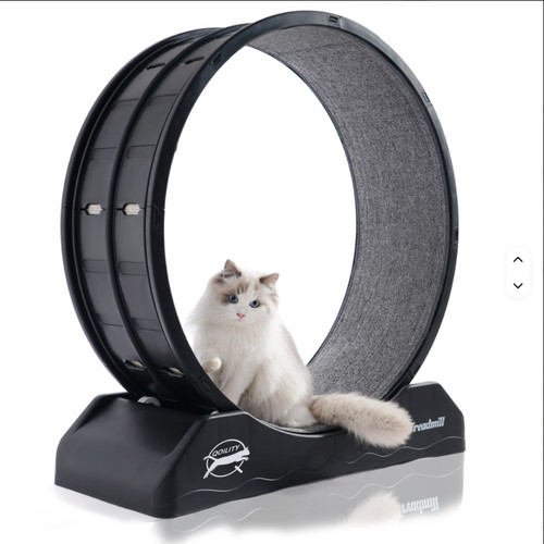 New cat exercise wheel - exercise,