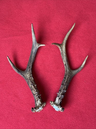 Pair roe deer antlers - of,