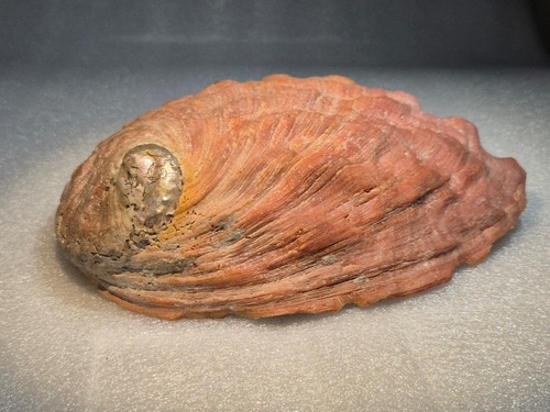 Large natural abalone sea - natural,