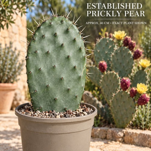 Opuntia prickly pear cactus - opuntia,