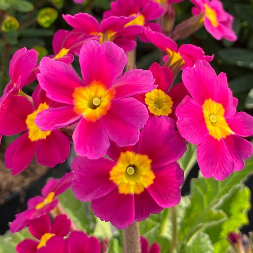 Primula oakleaf magenta - oakleaf,