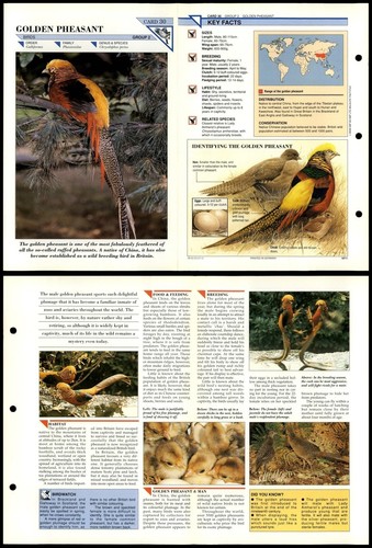 Golden pheasant birds - pheasant, #30