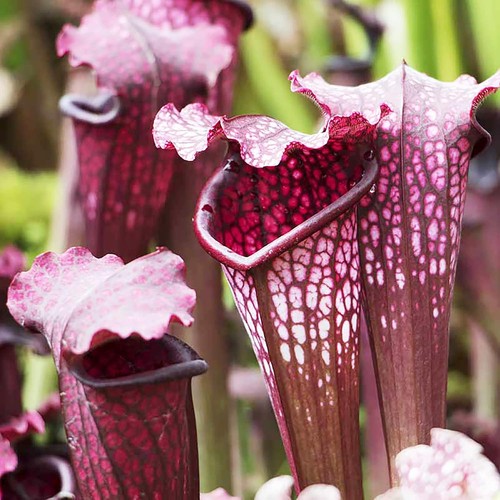 Purple pitcher plant seeds - purple,