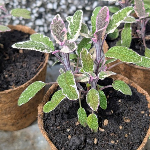 Sage tricolor plant in - plant,