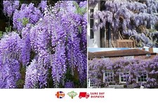 Chinese Wisteria | Wisteria