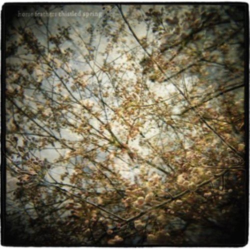 Thistled spring horse - spring, by