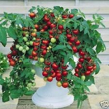 CHERRY TOMATO SEEDS F1 MINI