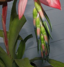 Rare pink billbergia - billbergia, bromeliad